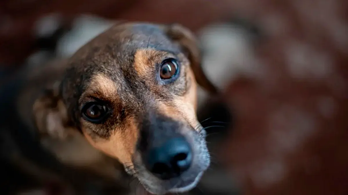 28 de Mayo, Día Internacional del Perro sin raza