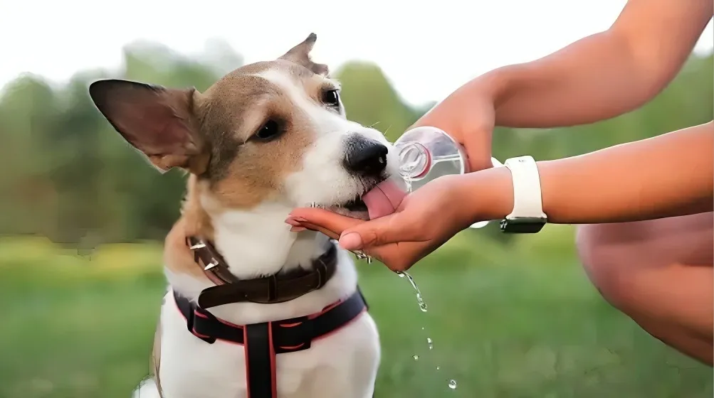 ¿Cómo cuidar a tu mascota en tiempos de calor?