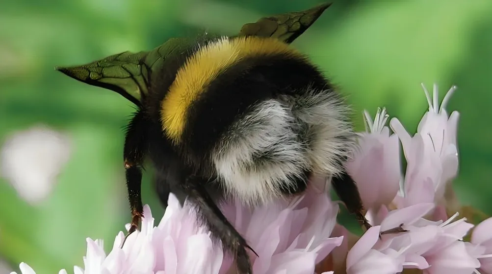 Las abejas son declaradas el ser vivo más importante del Planeta