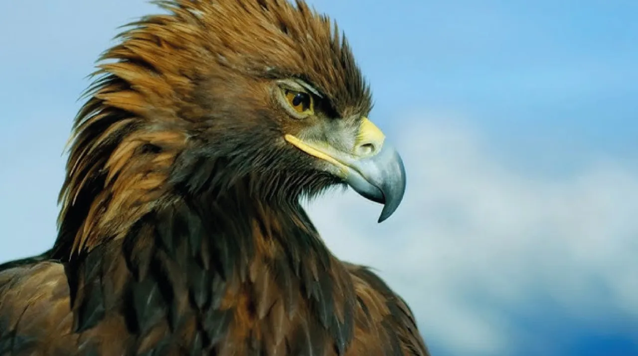 Animales Aztecas: Águila Real