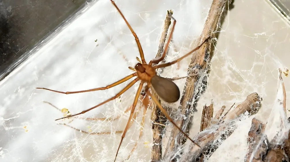 Época de araña violinista en México