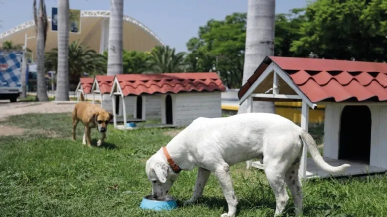 Creación del refugio de animales más grande del país, en Puebla