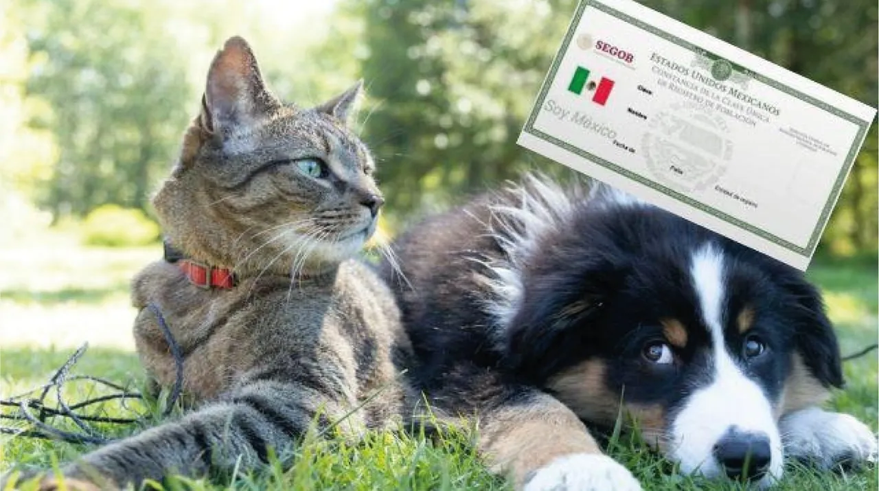 ¡Llega a Puebla el CURP para animales de compañía!