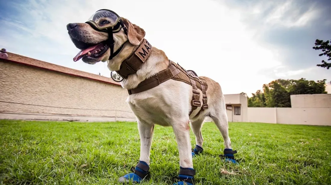 ¿Quién fue Frida, la heroína de cuatro patas?