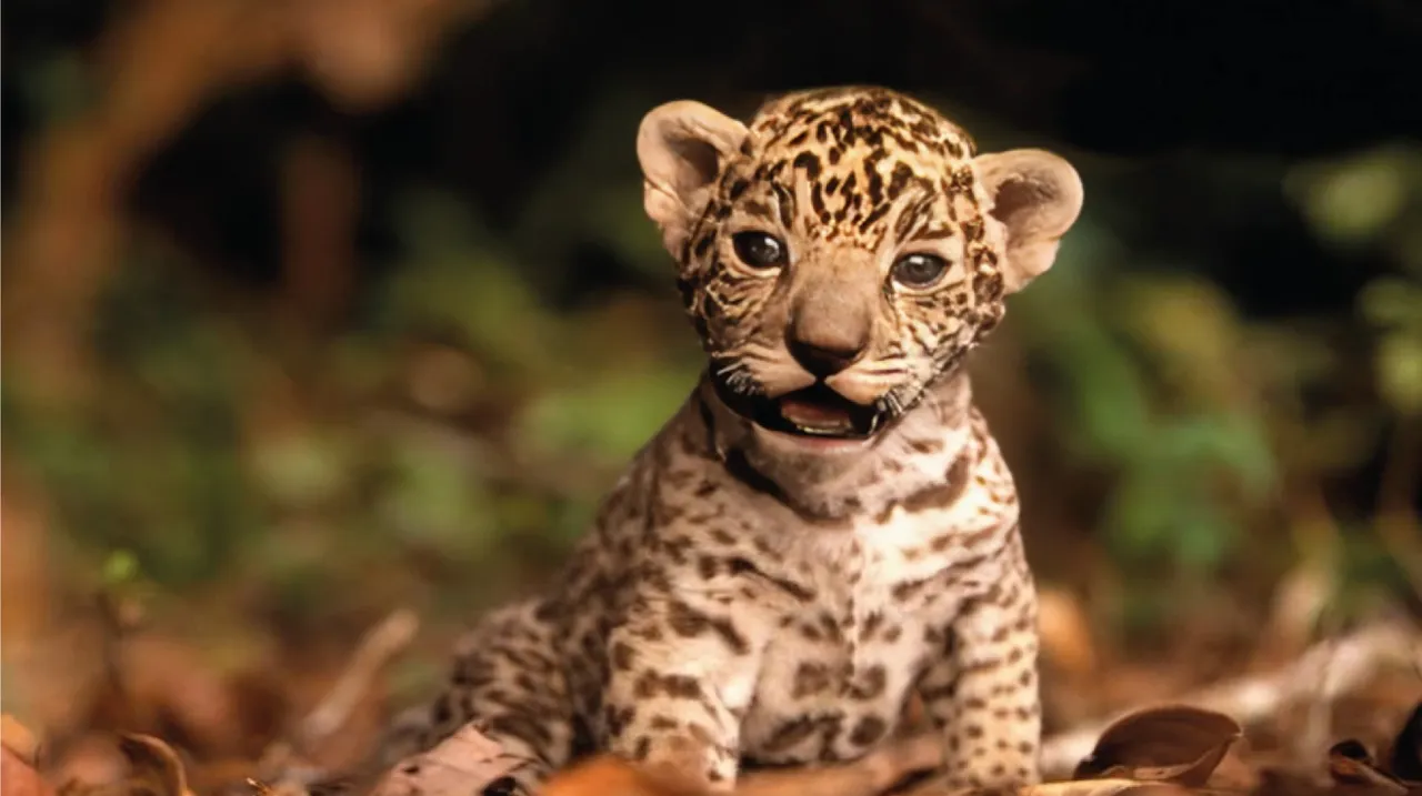 Animales Aztecas: El Jaguar Animales Aztecas: El Jaguar