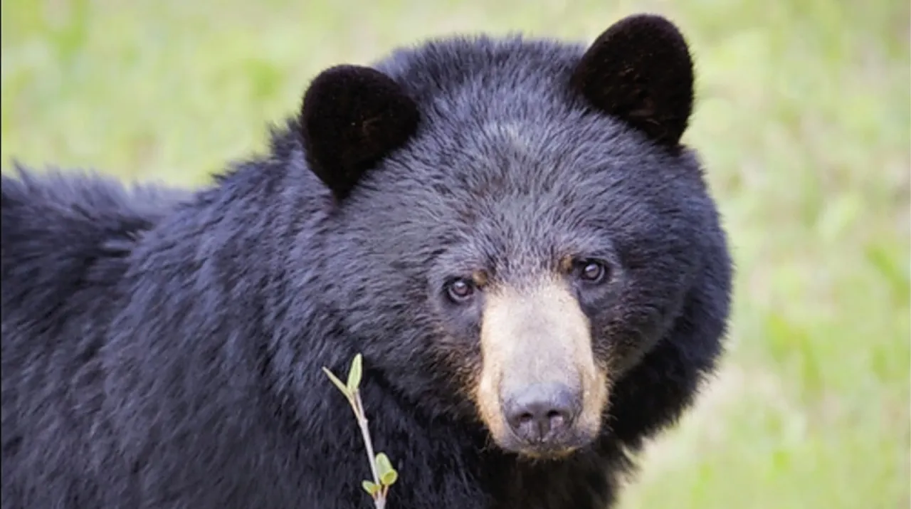 Animales aztecas: El oso negro de Coahuila