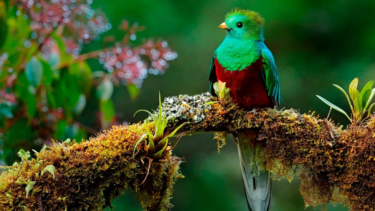 El Quetzal, el Ave sagrada de América El Quetzal, el Ave sagrada de América