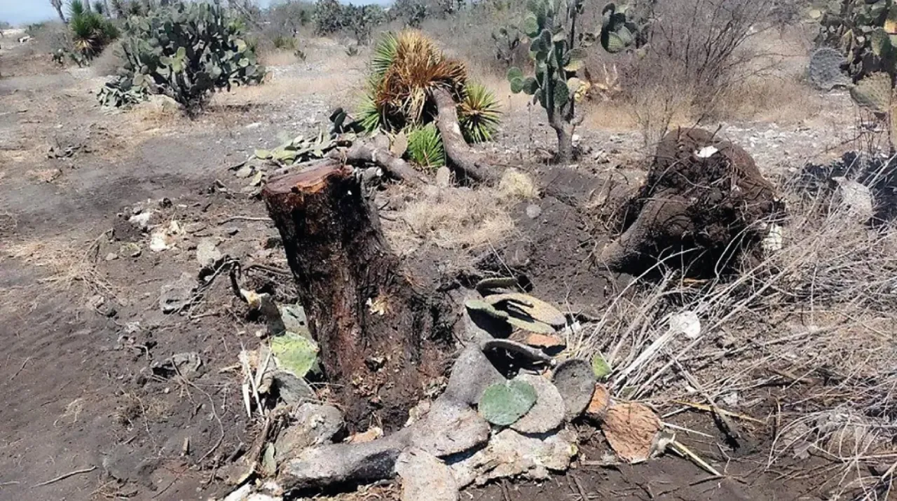 Sentencia histórica por deforestación en Puebla