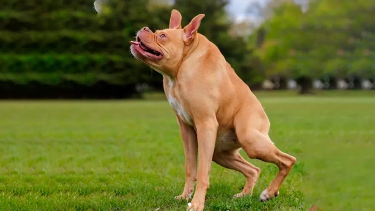 Síndrome de columna corta en el reino animal, ¿Por qué se da?