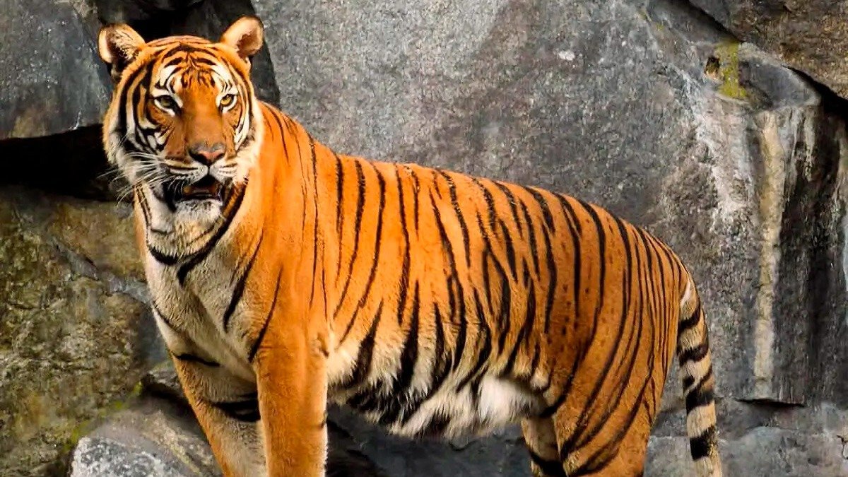 El Tigre, felino en resistencia