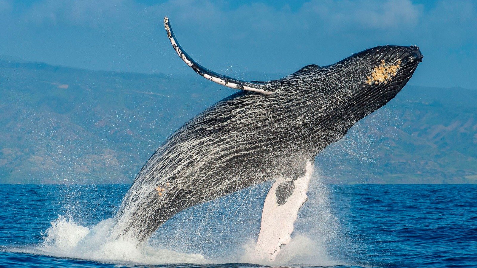 Ballenas Jorobadas, Gigantes del Océano