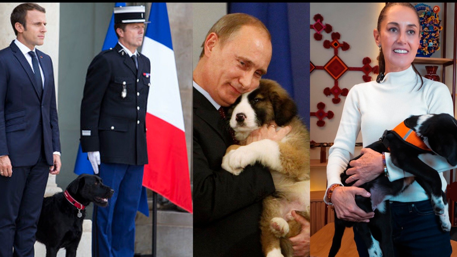 AnimaLovers en la Política