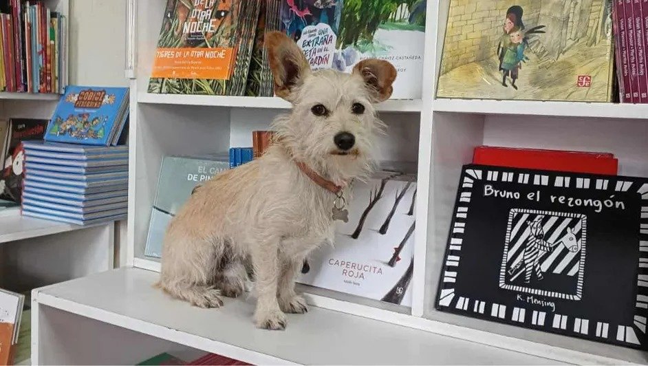 “Puchi”, del maltrato a una librería de Coahuila