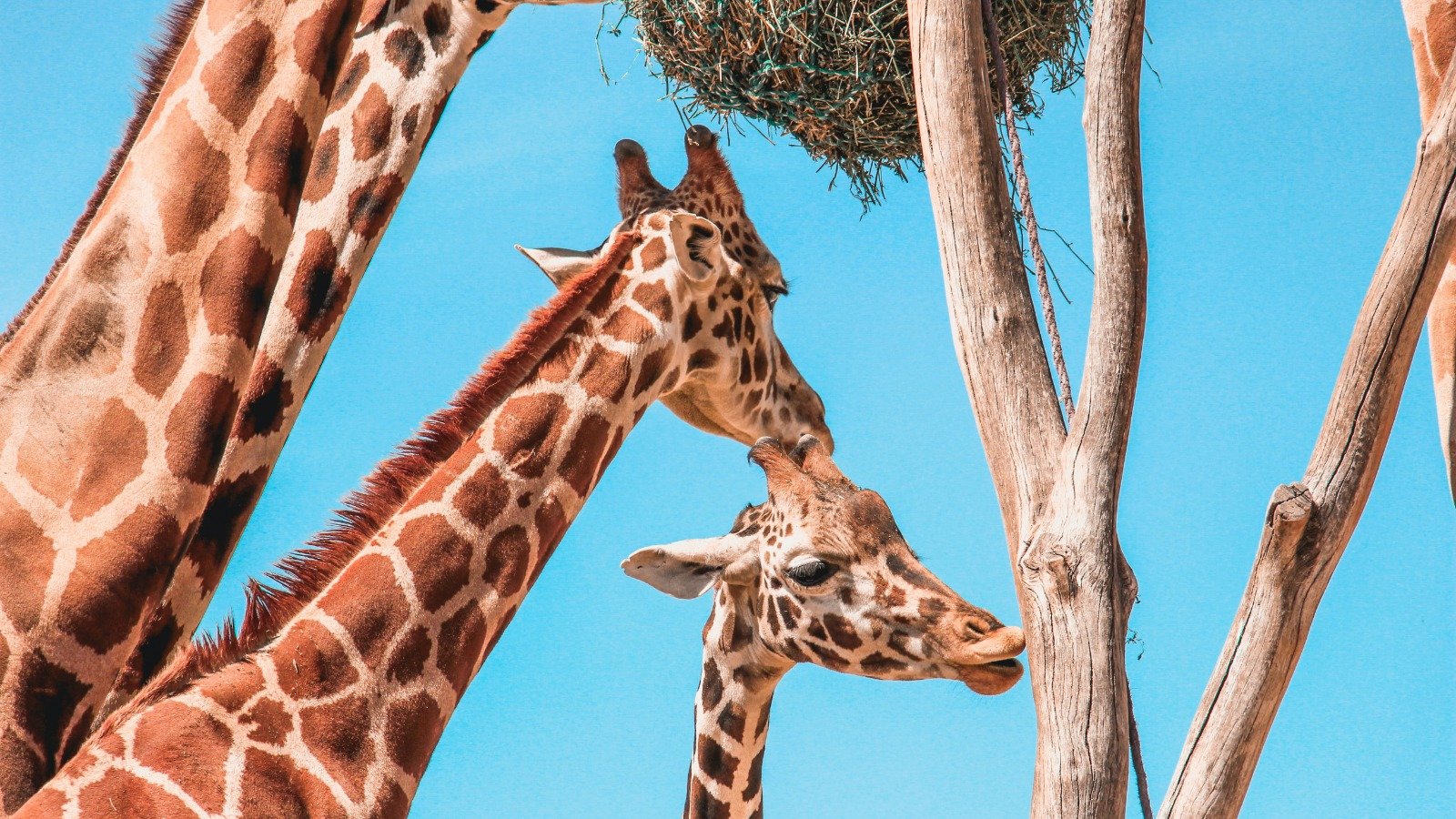 La Jirafa, el animal más alto del planeta