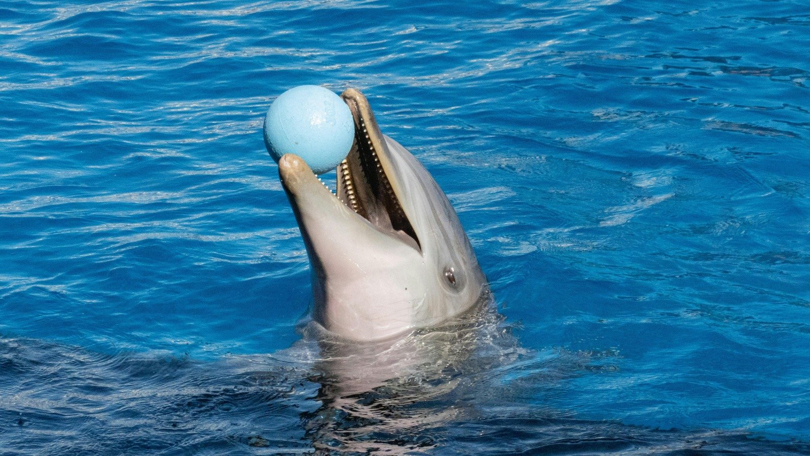 México prohíbe el cautiverio de delfines con la “Ley Mincho”
