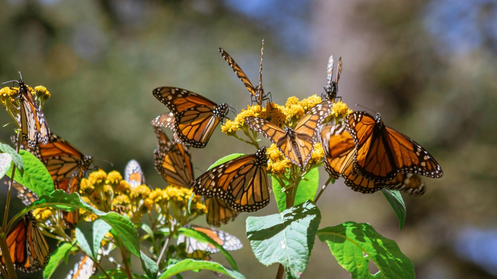 Mariposa Monarca, el animal migrante