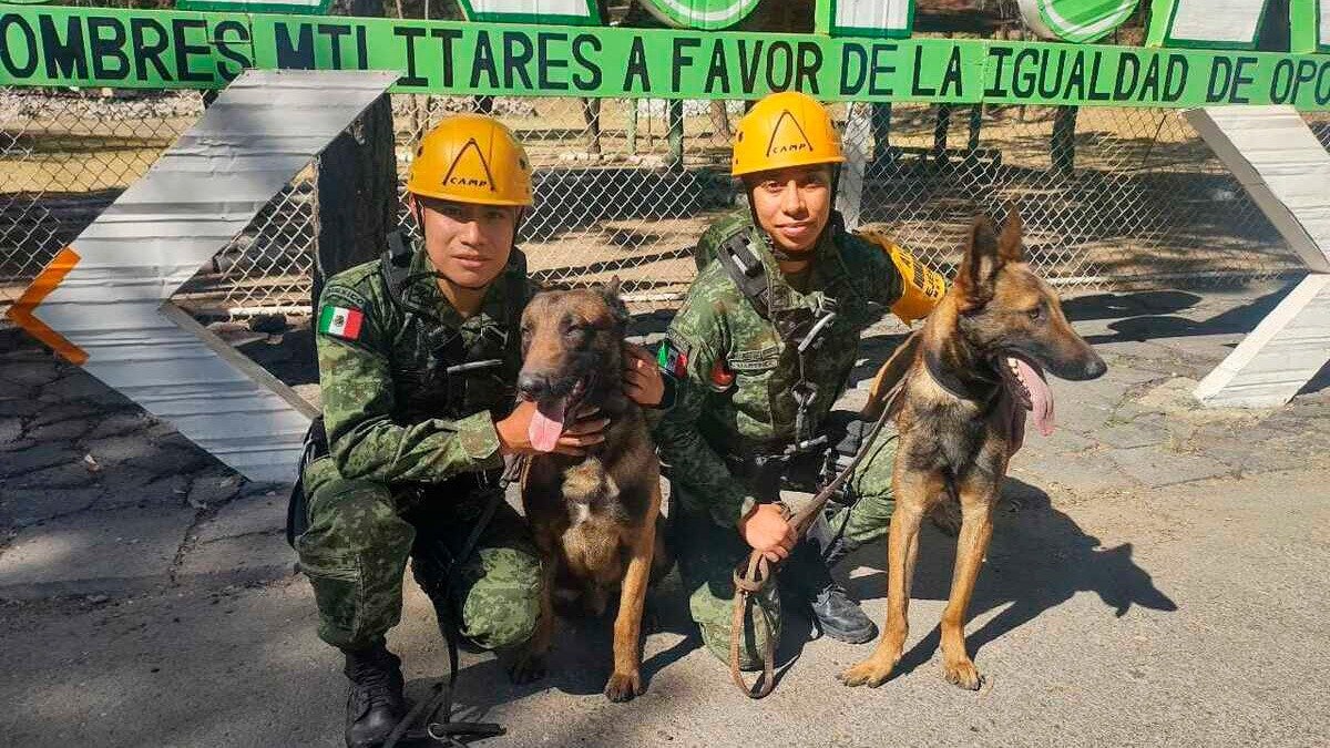 Binomios caninos de la Guardia Civil, aliados en el combate a la delincuencia: SSP
