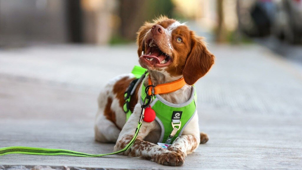 Manchas, un perro nacido para procurar del agua