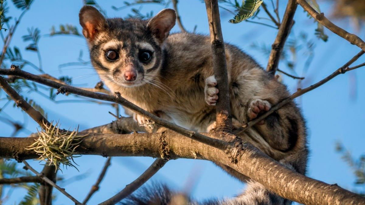 Puede ser un alebrije. Cacomixtle, entre el gato y el mapache