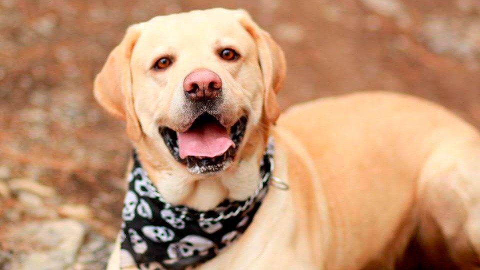 Lealtad y amistad en 4 patitas, el perro