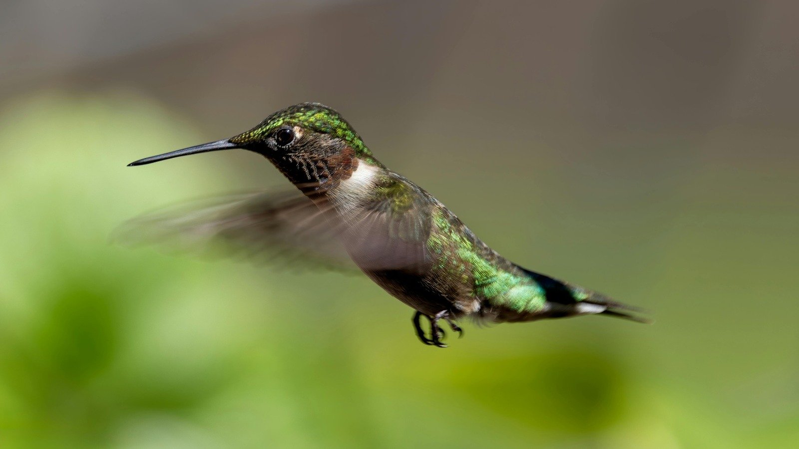 Colibrí, mensajeros de los Dioses e Iconos de América