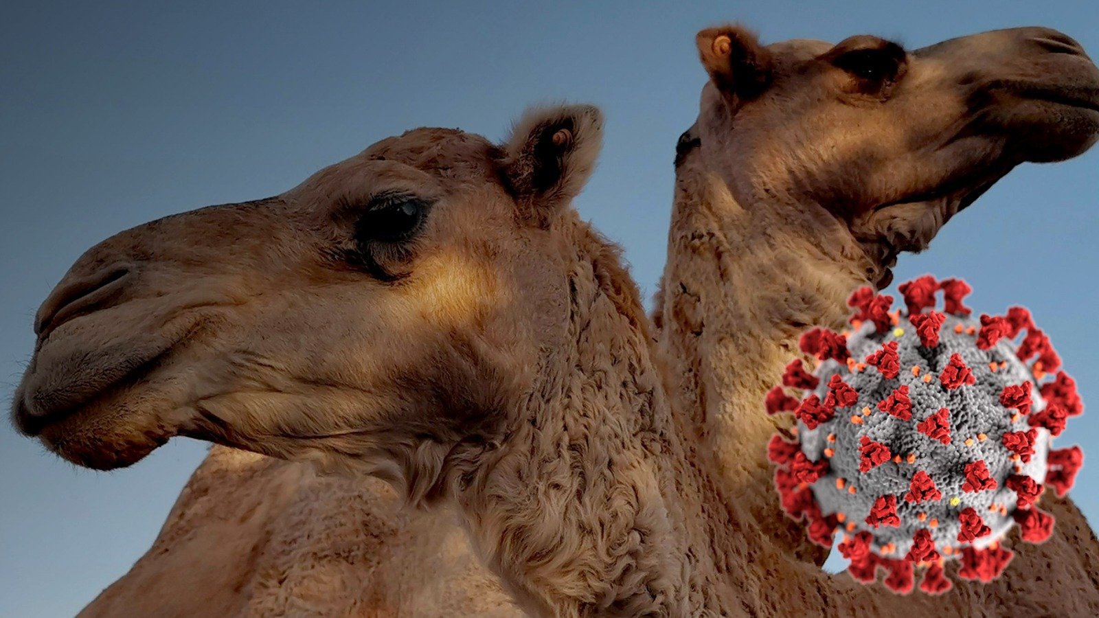 Camellos contra el Cáncer