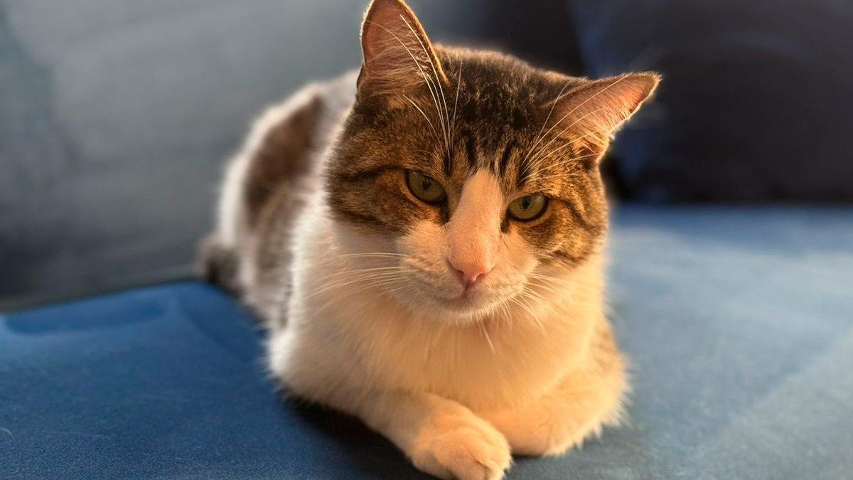 ¿Por qué los gatos “amasan”?