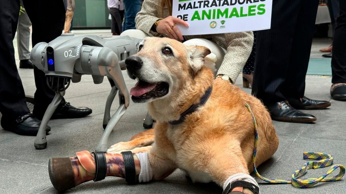 Ley Pay de Limón: la esperanza de los animales maltratados en México