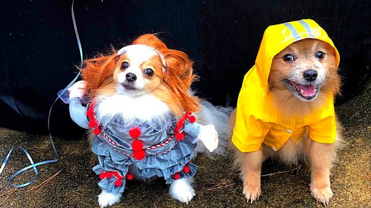 Terror con patitas; desfile de Halloween de perritos llega a CDMX