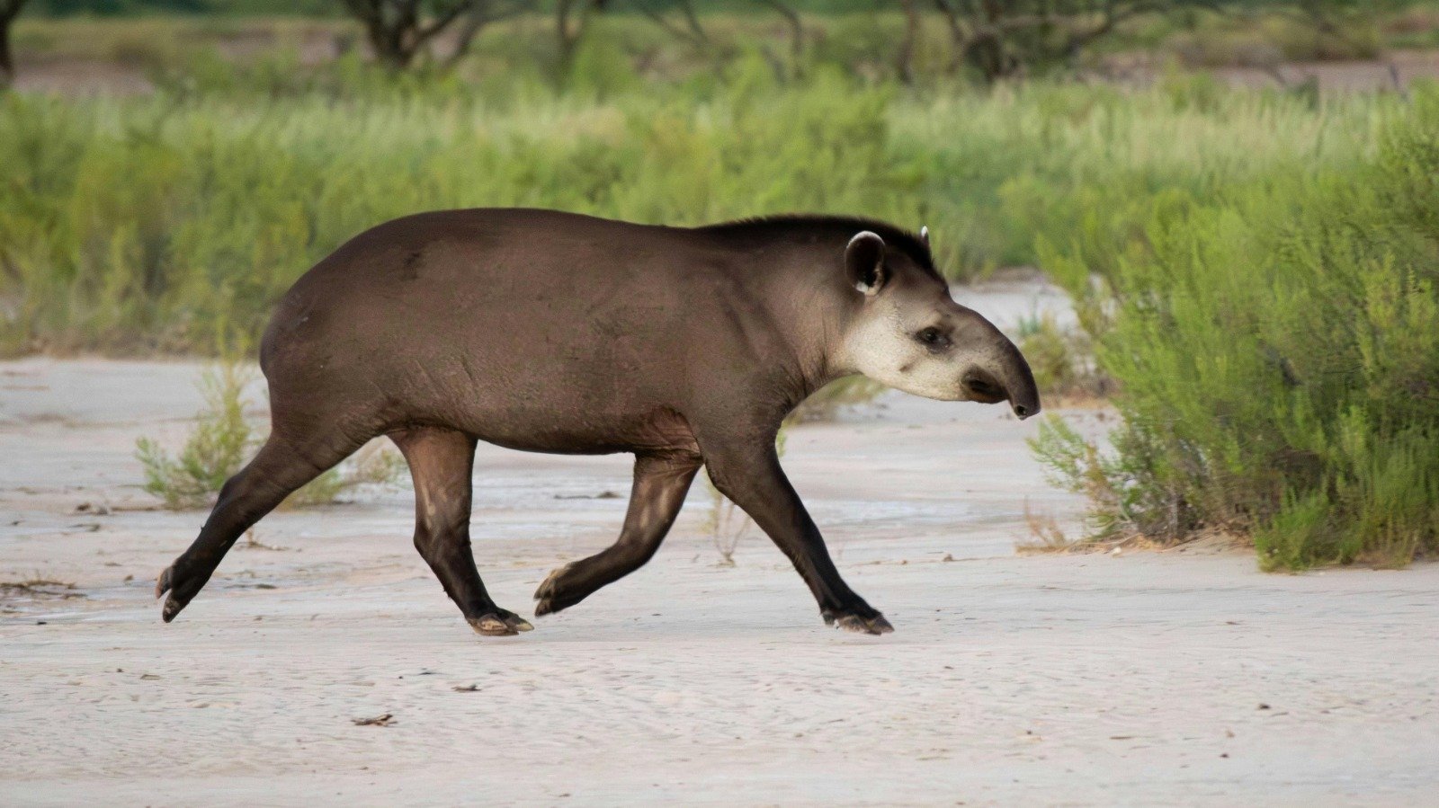 El Tapir: un testigo de la megafauna en riesgo