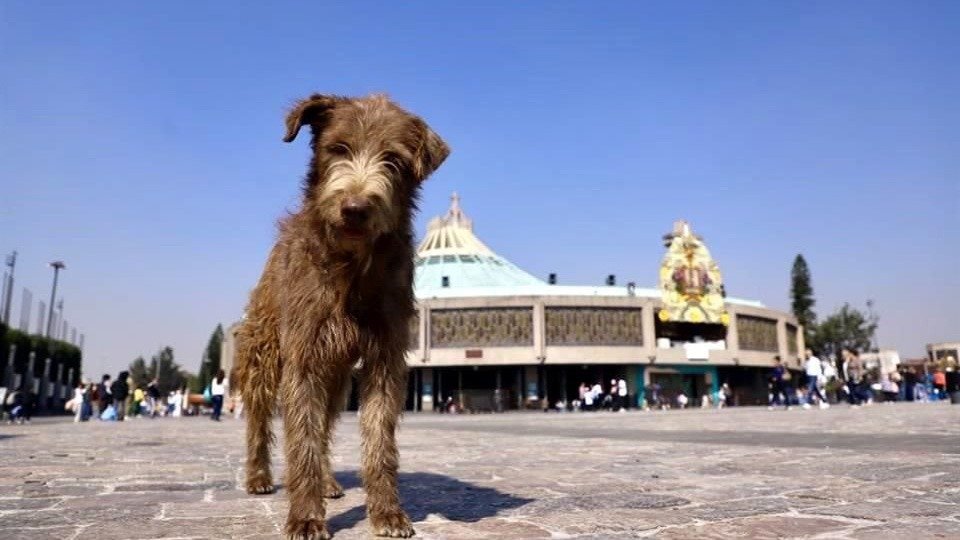 Devoción y olvido, el abandono de animales en la Fiesta Guadalupana