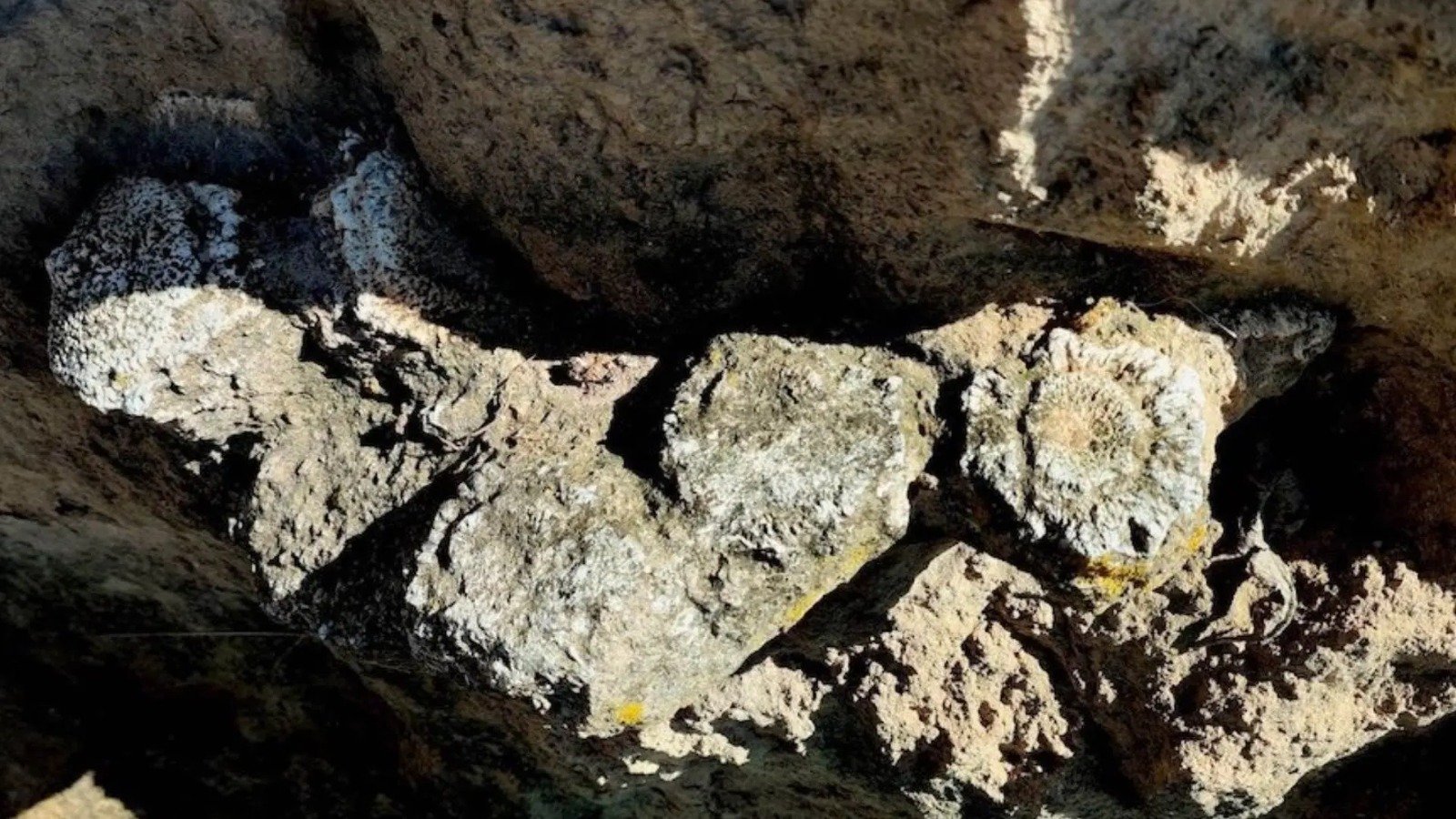 Hallan fósil de Gliptodonte en Puebla