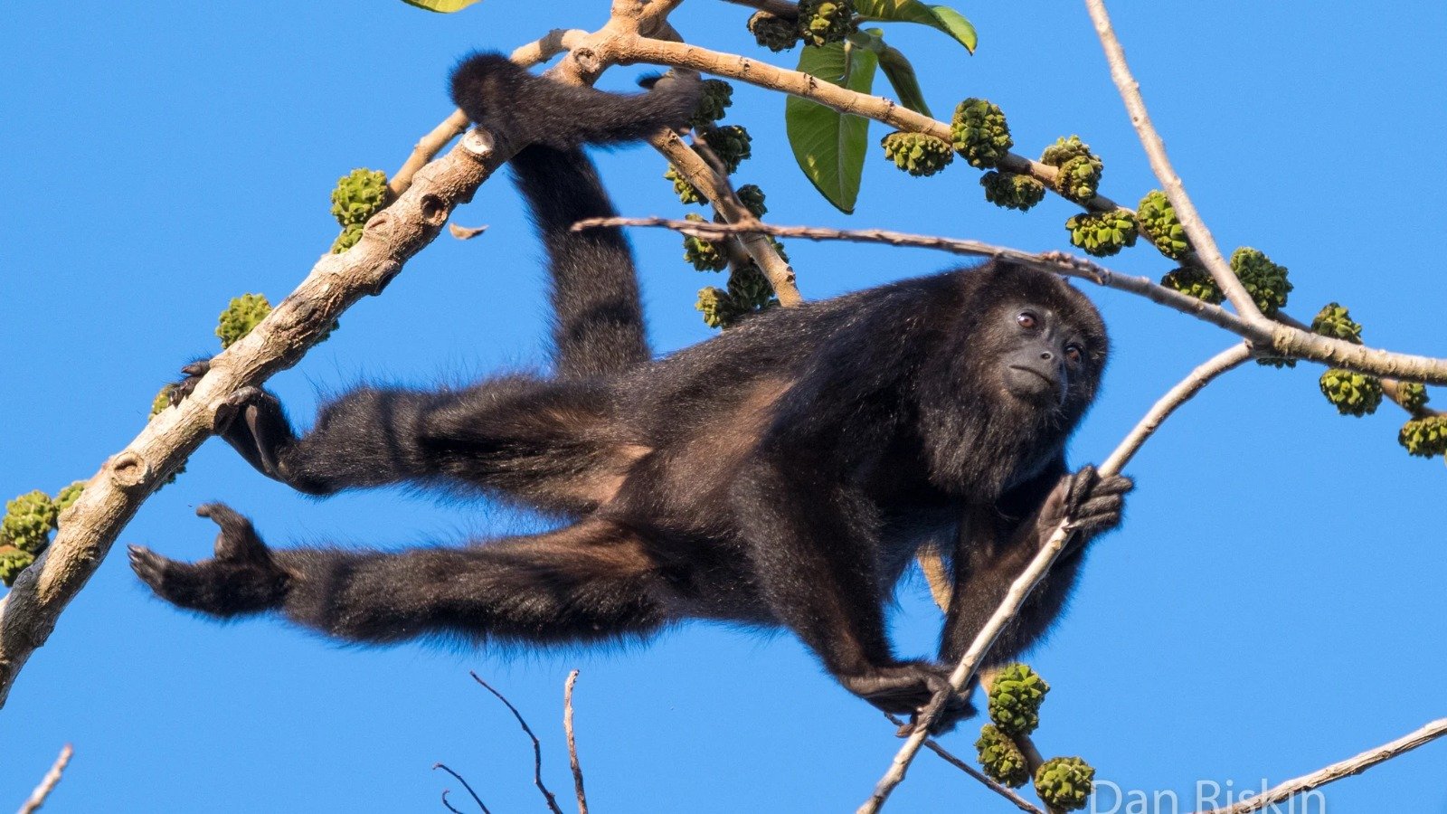 El mono aullador. Un guardián de la selva
