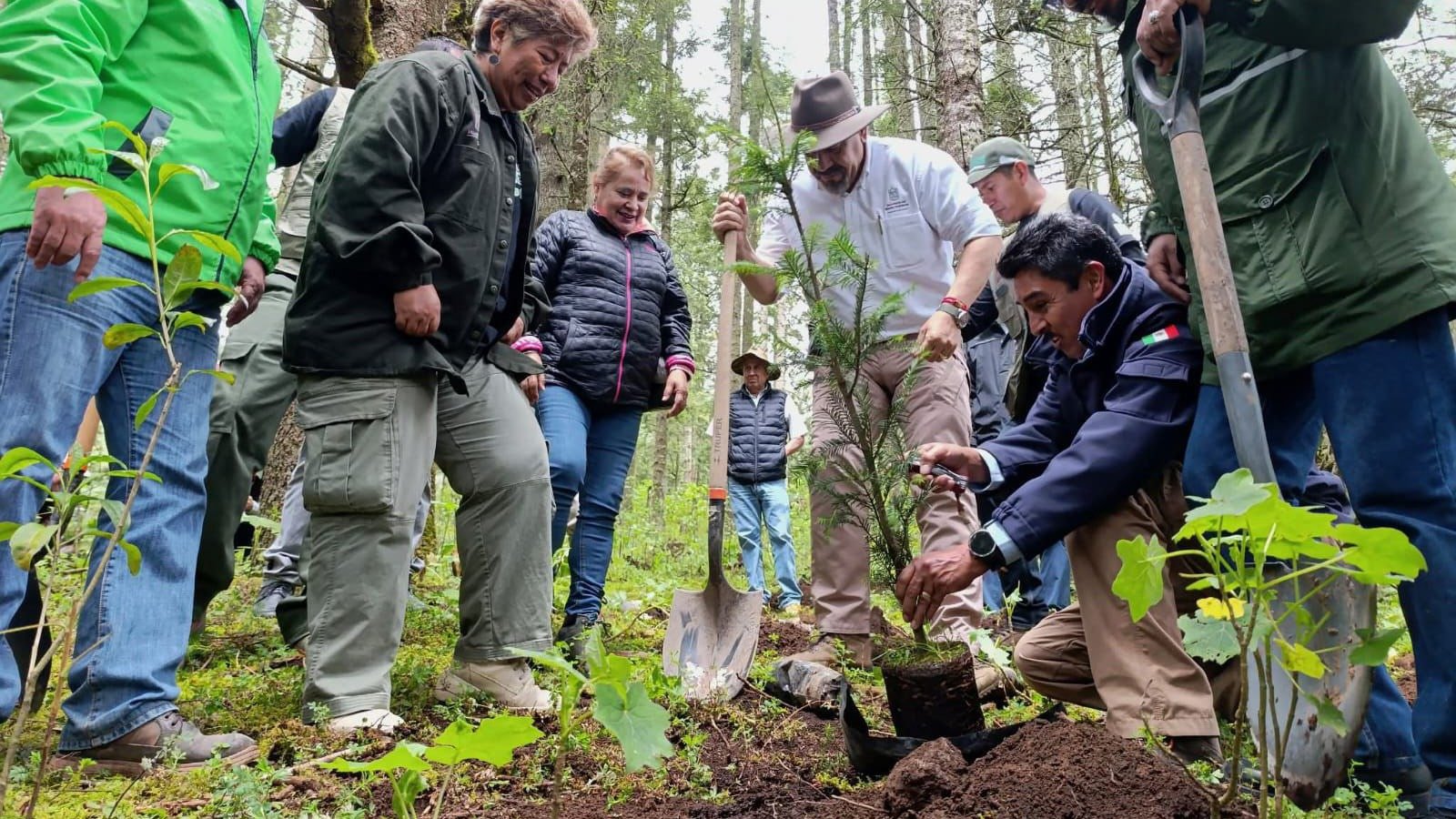 Meta histórica en Michoacán, con millones de árboles plantados