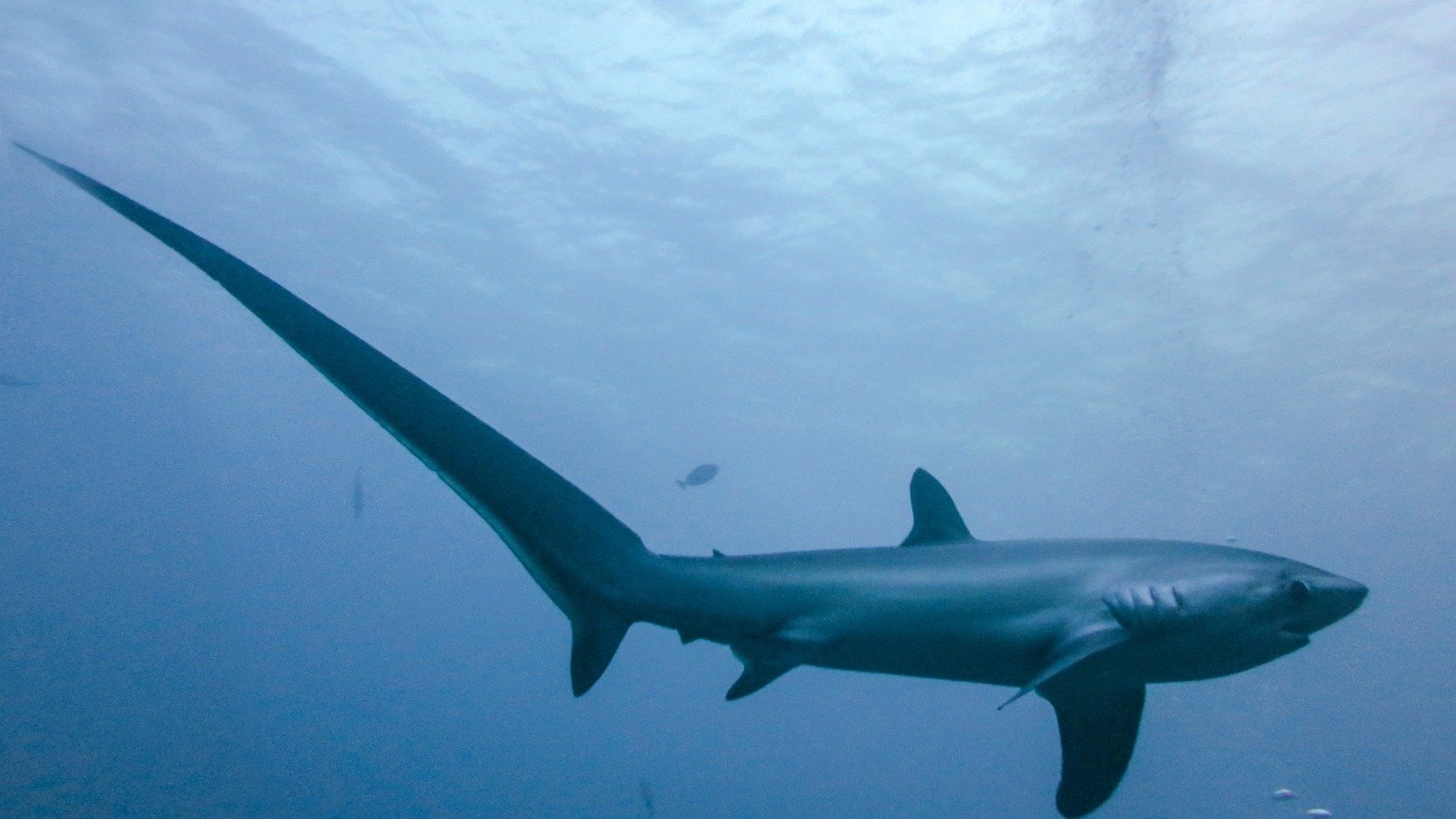 Cola de látigo y actitud amigable, el Tiburón Zorro