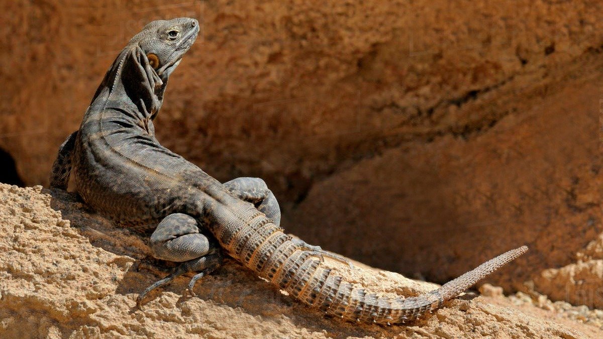 Reino animal: Iguana Cola Espinosa