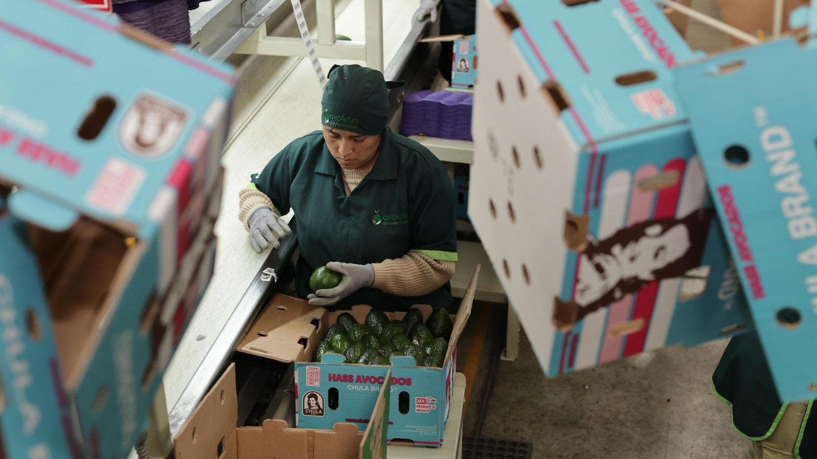 Guardián Forestal frena huertos sin certificación