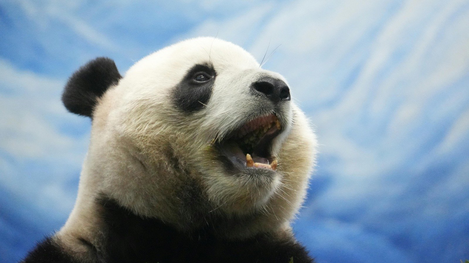 Pandas, embajadores de la vida silvestre