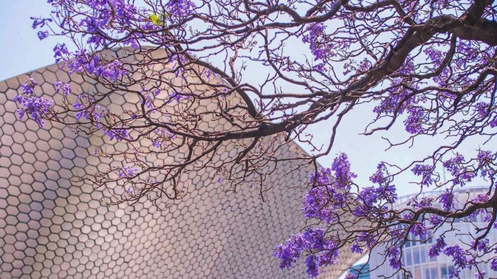 La CDMX se pinta de morado con la llegada de las jacarandas