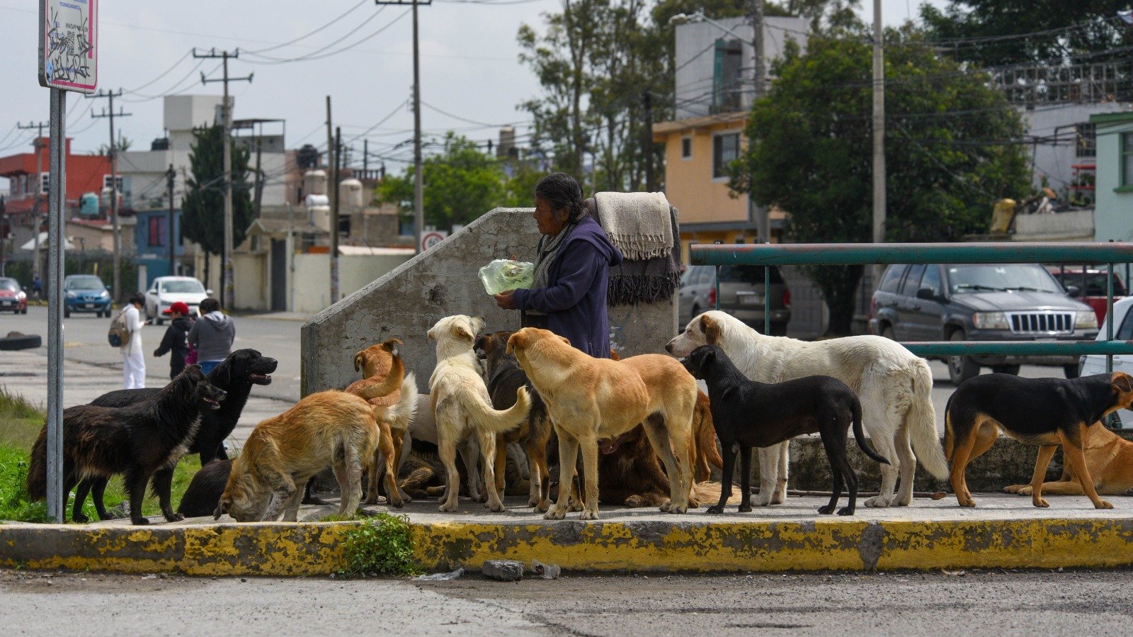 CDMX va por cero animales en situación de calle