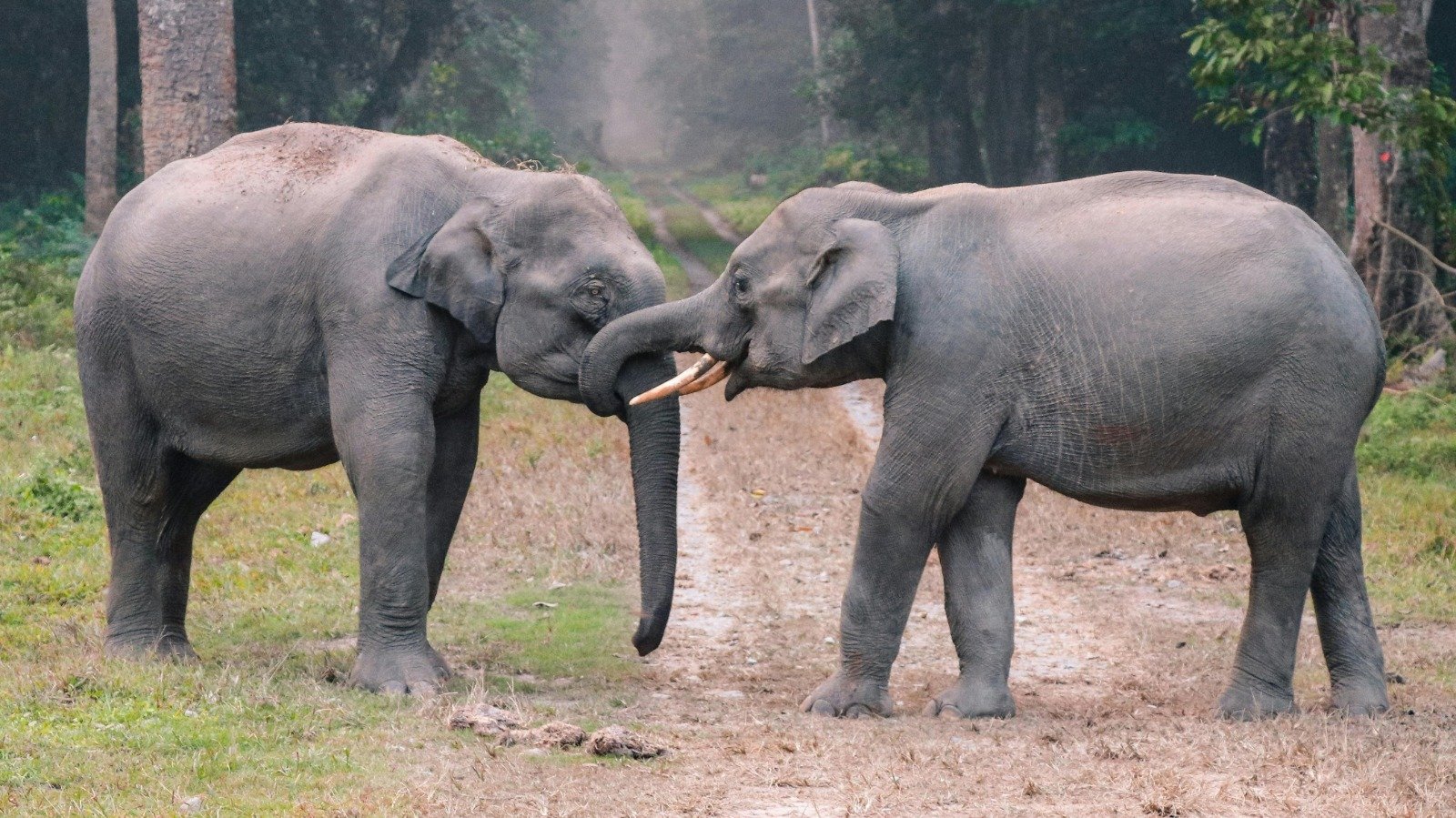 Inteligencia y buena memoria. El elefante
