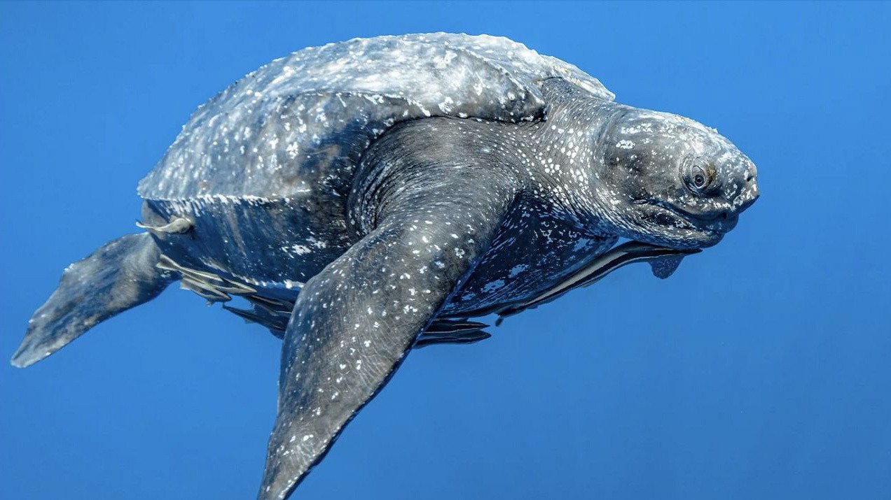 Tortuga laúd, resiliente y majestuosa