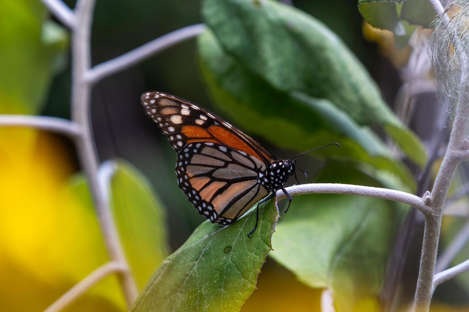 Incrementa en 64% migración de la Mariposa Monarca