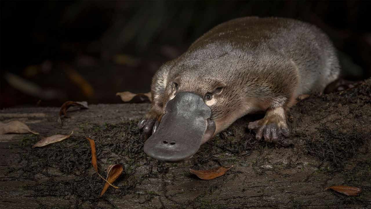Ornitorrinco, quimera de la naturaleza