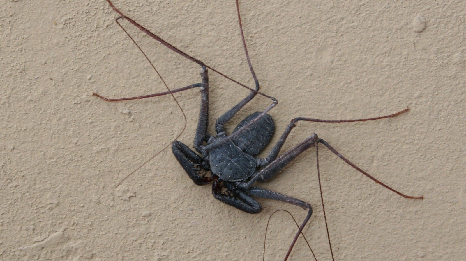 Un gran aliado, no tan apreciado. Araña Látigo