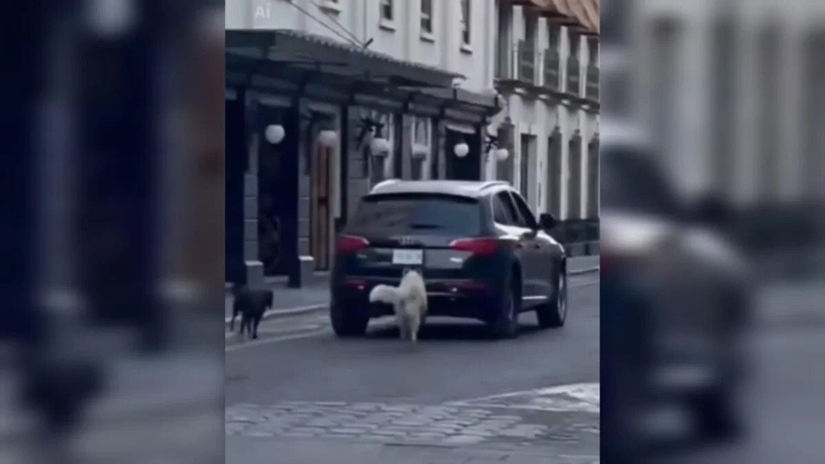 Abandonan a dos perros a su suerte y la impunidad prevalece en Puebla capital