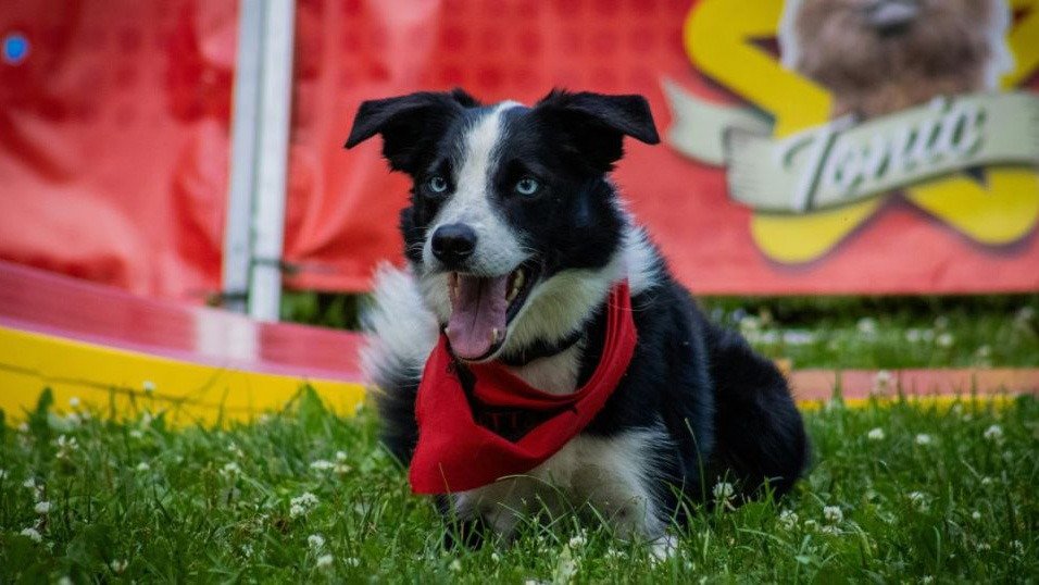 ¡Puebla se llena de huellitas! Llega la Expo Mascotas 2026