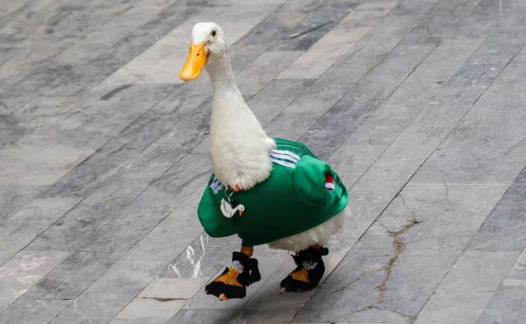 El pato Merlín y  la adopción por moda