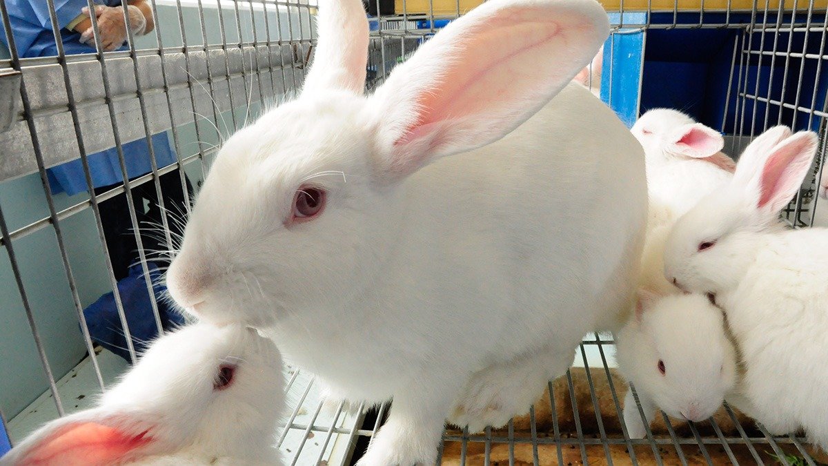 Uso de animales en universidades vuelve al centro del debate tras caso IPN
