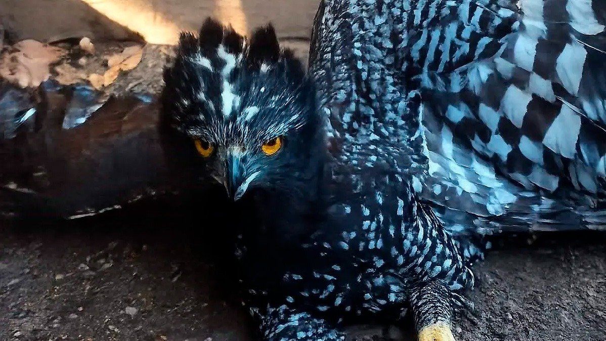 Águila Tirana hace historia en la Sierra Gorda